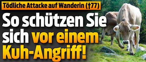 12---3022734-kuh-angriff