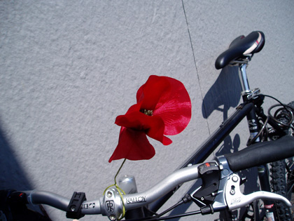 1290580841_img100625_blumen2