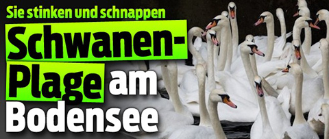 Schwanen-Plage