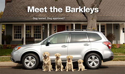 dogs-hero