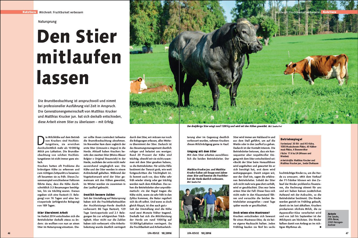 Stier_Mitlaufen_lassen