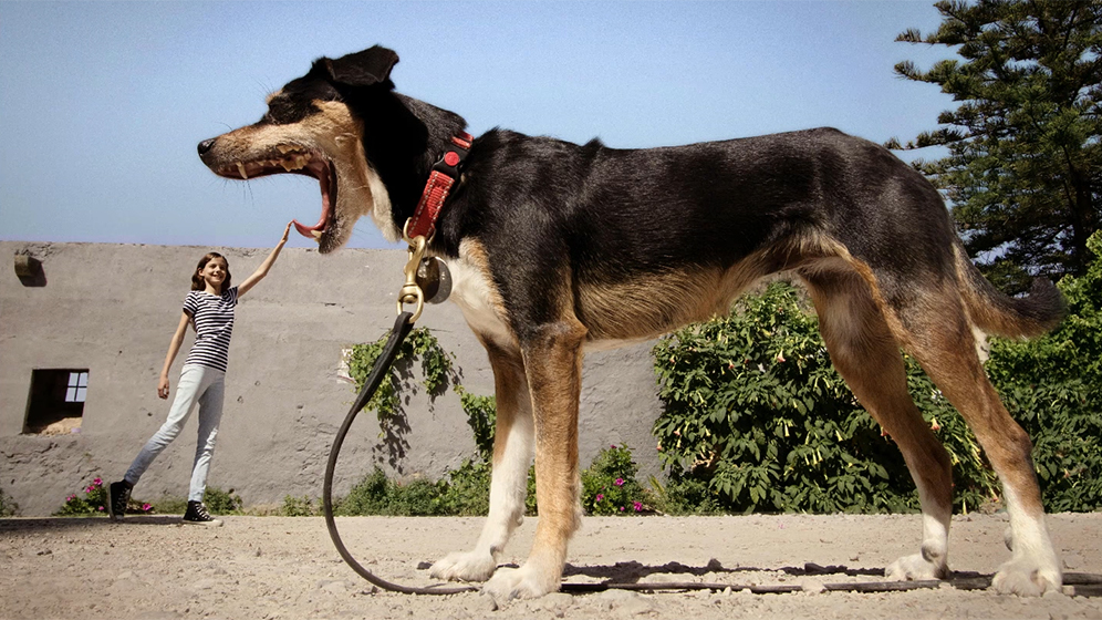 canon-hund