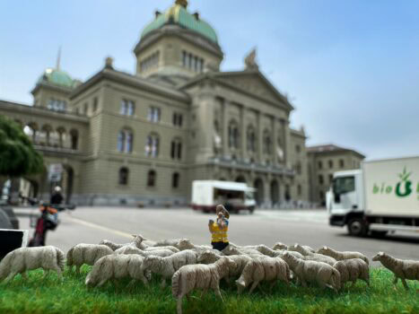 Miniatur-Schafherde wirbt für Berner Ausstellung Massen. Quelle: zvg